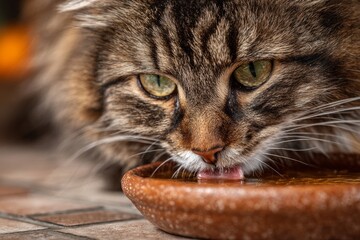 Naklejka premium Close-up of a tabby cat lapping water from a terracotta bowl, quenching its thirst on a tiled floor