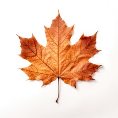 Fototapeta premium Real Pressed a maple leaf plant tree red.