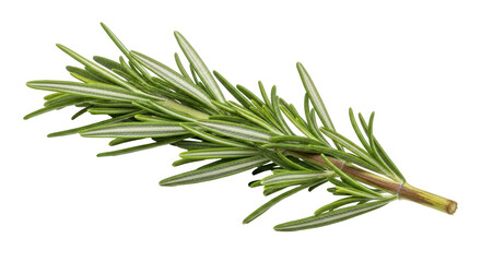 Fototapeta premium Isolated Fresh Rosemary Sprig
