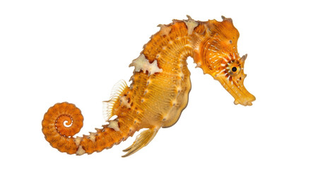 Isolated Orange Seahorse