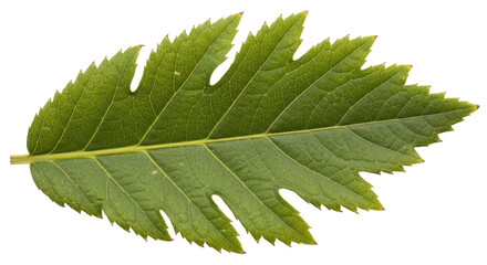 Isolated Mountain Ash Leaf