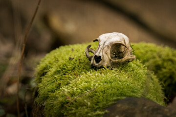 skull of a small mammal on moss
