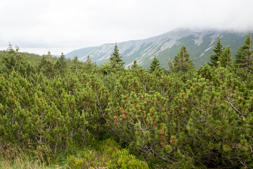 mountain vegetation, vegetation zones, coniferous forests, spruce, mountain pine, fir, mountains, dwarf pine