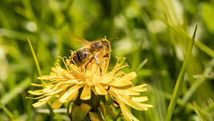 bee, honeybee, flying away, flower, yellow, dandelion, pollination, pollinator, pollen, nectar, insect, honey, apis, melifera, abdomen, collecting pollen, pollen, mellifera, yellow