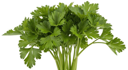 Isolated Parsley