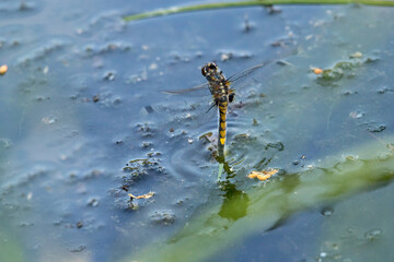 leucorrhinia, pectoralis, female, darter, white, faced, large, egg, laying, abdomen, water surface, in flight, real photo, dragonfly, closeup