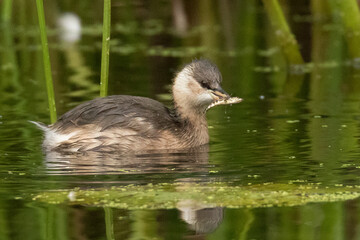little grebe, tachybaptus, ruficollis, hunting, fish, stickleback, resting coat, small fish, Gasterosteus, aculeatus, bird, beak