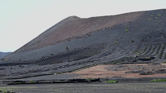 Paisaje volc&aacute;nico con parras en La Geria