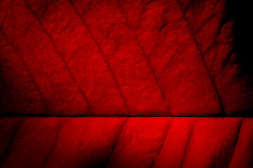 red leaf, macro, leaf veins, background, texture, structure, bright, background, botany, plant, leaf, nature, natural, lines, pattern