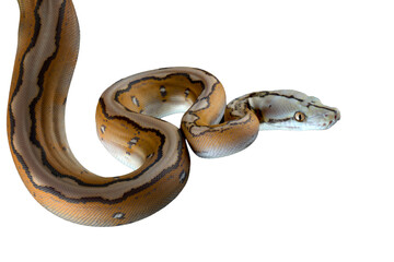 Orange Glow Motley Reticulated Python (Malayopython reticulatus), Reticulatus python snake on isolated background, Reticulatus python ready to attack