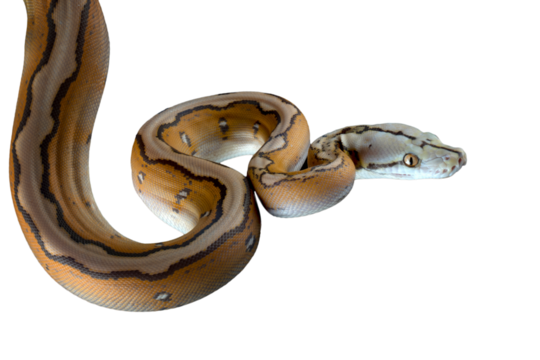 Orange Glow Motley Reticulated Python (Malayopython reticulatus), Reticulatus python snake on isolated background, Reticulatus python ready to attack