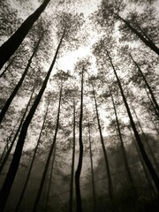 A misty pine forest that is silent, calm and mysterious.