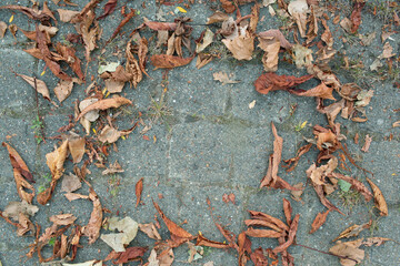 Dry brown autumn leaves scattered on the pavement surface.
