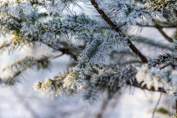 Snow-covered trees. Branches covered with frost. Beautiful fairytale winter.