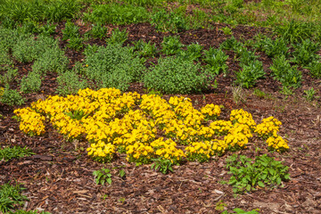 Gelbe blühende Stiefmütterchen Blumen, Blumenbeet, Deutschland