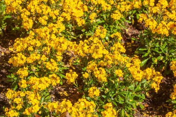 Gelbe blühende Stiefmütterchen Blumen, Blumenbeet, Deutschland