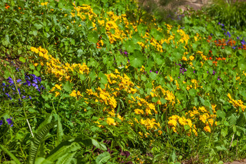 Gelbe blühende Stiefmütterchen Blumen, Blumenbeet, Deutschland