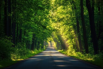 Fototapeta premium Scenic road in bright green forest