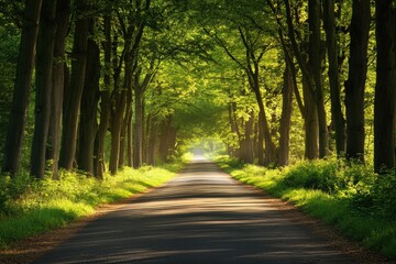 Obraz premium Forest road with morning light