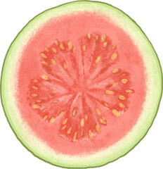 Illustration of red guava half 02