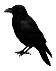 Obraz premium Silhouette of a perched crow with a robust beak