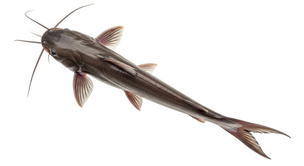 Isolated Catfish Fish
