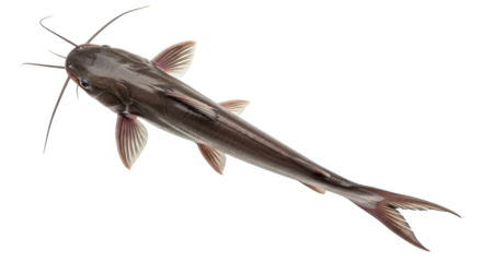 Isolated Catfish Fish