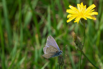 an icarus blue (polyommatus icarus) on a dandelion blossom in a meadow