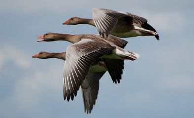 three greylag geese (anser anser) flying together in a row