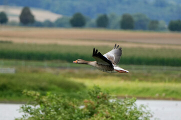 a greylag goose (anser anser) flying over wetlands and meadows