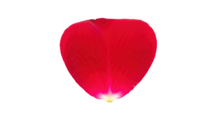 Isolated Rose Petal