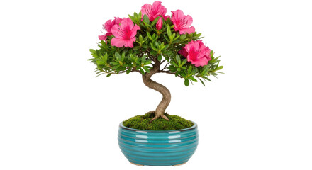 Isolated Bonsai Tree