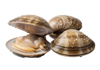 Three raw littleneck clams, one shucked with glistening flesh and briny liquor, water droplets, two unopened on transparent background, studio lighting, extreme close-up pristine freshness and