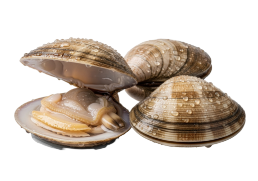 Three raw littleneck clams, one shucked with glistening flesh and briny liquor, water droplets, two unopened on transparent background, studio lighting, extreme close-up pristine freshness and