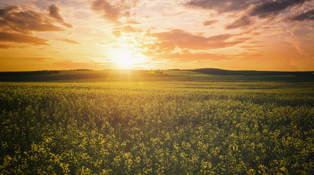 Yellow bright flowers bloom in a field of rapeseed at sunset light, creating a beautiful summer landscape. Agricultural business concept image. Vintage film asthetic.