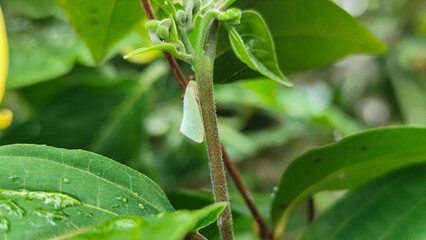A planthopper perched on greenery, with detailed textured wings and small, well-defined eyes.	