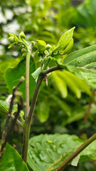 Memories for the name of the Ylang-ylang flower, the yellow flower petals smell good, look fresh after the rain. Close up of Dwarf Ylang-Ylang flower.	
