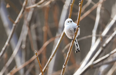 Long tailed Tit, Aegithalos caudatus, closeup perched on tree branch in early spring or autumn. Small wild songbird with long tail feathers in nature