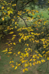 Obraz premium Closeup of delicate tree branch showcasing vibrant yellow leaves against soft bokeh backdrop transitioning from green to shades of gold in early stages of autumn onslaught.