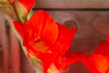 Beautiful red Gladiolus, macro shoot, wooden background