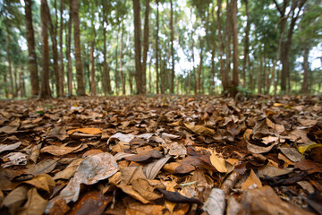The city forest is very beautiful and shady in spring.