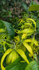 Memories for the name of the Ylang-ylang flower, the yellow flower petals smell good, look fresh after the rain. Close up of Dwarf Ylang-Ylang flower.	