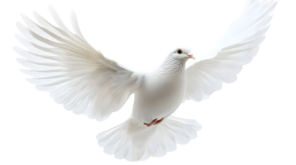 A free flying white dove isolated on a transparent background