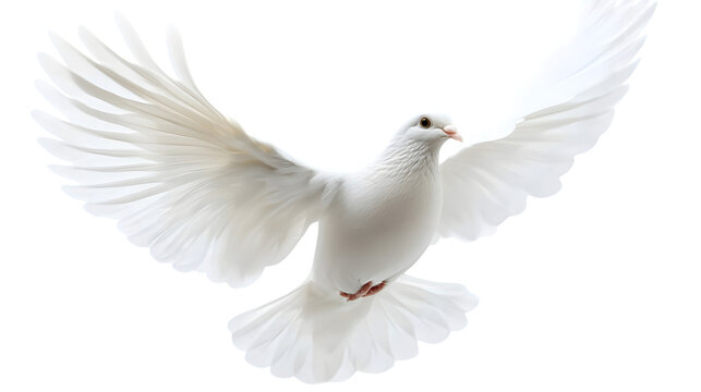 A free flying white dove isolated on a transparent background