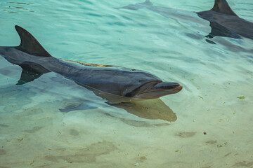 Bottlenose dolphin resting at the shallow water's edge near sandy beach, eyes partially closed and body partially submerged in bright sunlight © AuthorLinyt