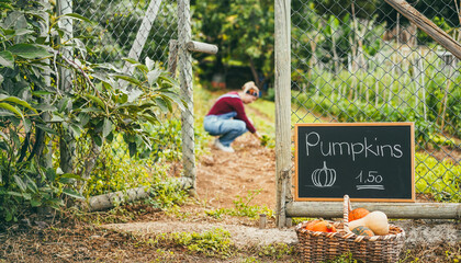 Female farmer working outdoor picking up autumn vegetables - Caucasian woman selling fresh organic pumpkins - Small business and fall lifestyle concept - Focus on blackboard
