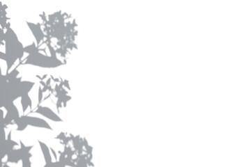 Abstract gray silhouette of tree branch. White wall background. Transparent blur shade of tropical leaves sunlight. Closeup of plant shadow motion by wind. Natural light bokeh. Trend Overlay effect 4K