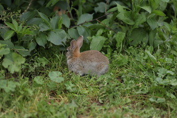 Playful rabbit in nature – cute bunny outdoors