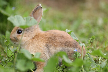 Playful rabbit in nature – cute bunny outdoors