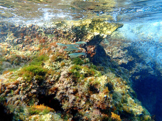 Esplorando il Plemmirio 1115 © bellux